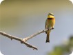 1304152357 - 000 - gambia wildlife bird bee-eater